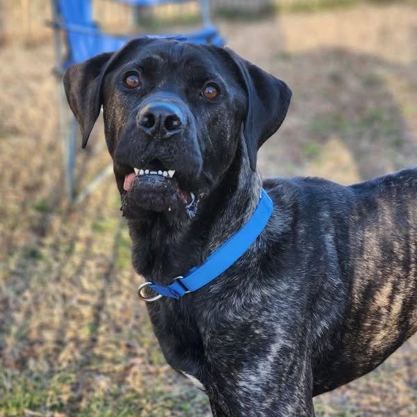 24-00090 GINO, Adoptable, Adult Male Cane Corso.