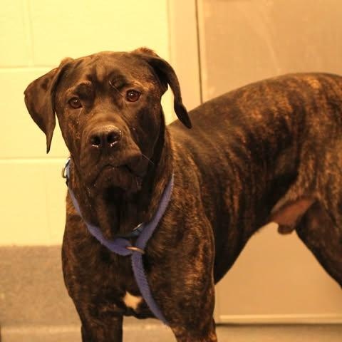 Enlarge 24-00090 GINO, a Adoptable mixed breed in Fredericksburg, VA image 3/3