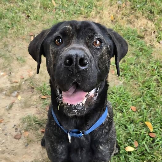 Enlarge 24-00090 GINO, a Adoptable mixed breed in Fredericksburg, VA image 2/3