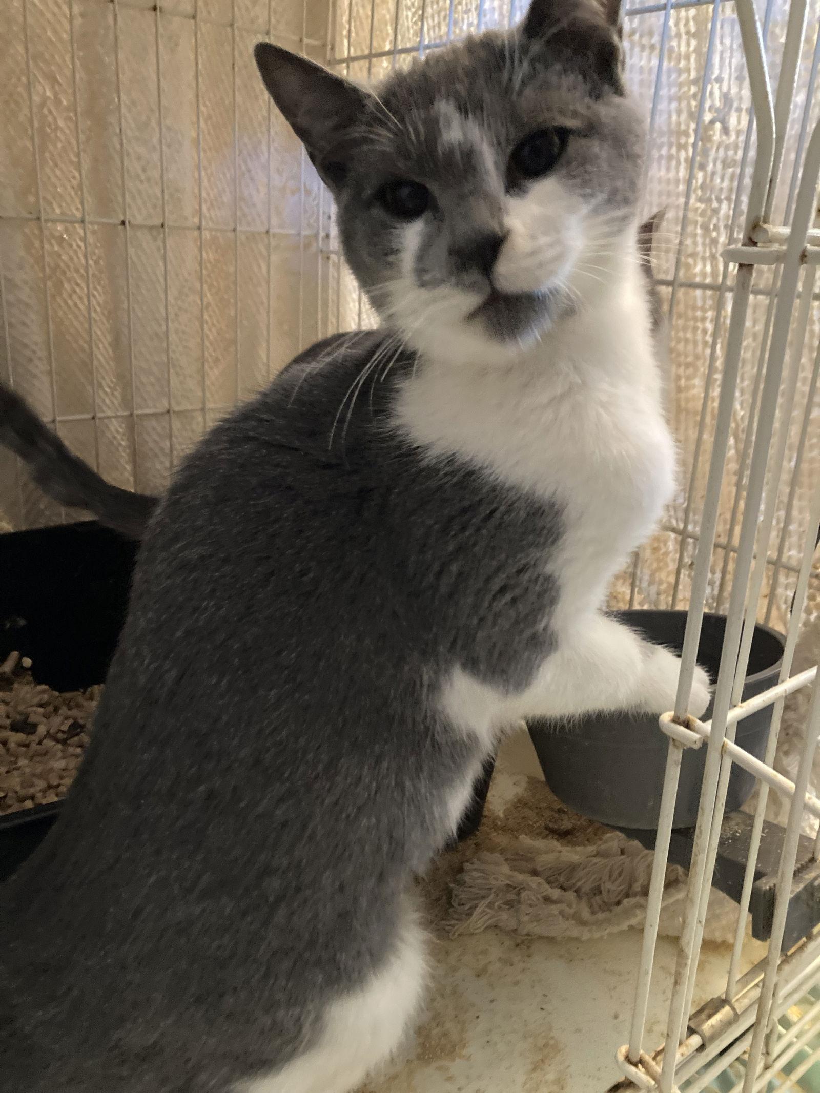 Amina, Adoptable, Young Female Domestic Short Hair.