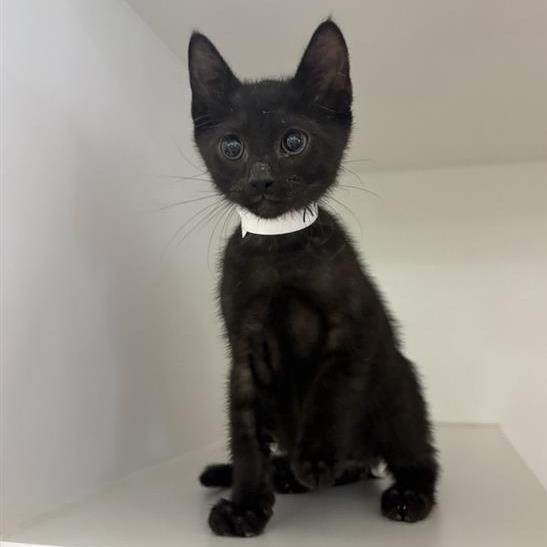 Enlarge Keenan, a Adoptable Domestic Short Hair in Phoenix, AZ image 1/3