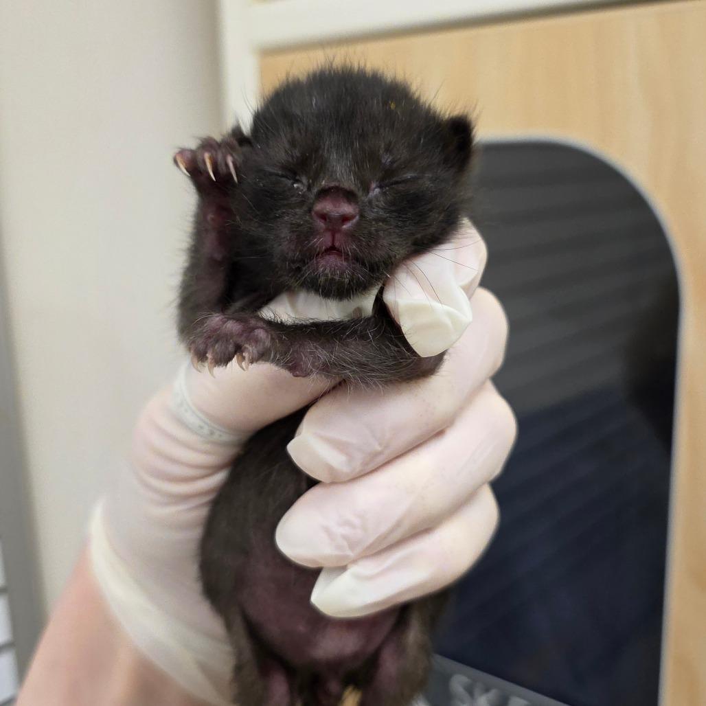 Enlarge Keenan, a Adoptable Domestic Short Hair in Phoenix, AZ image 2/3