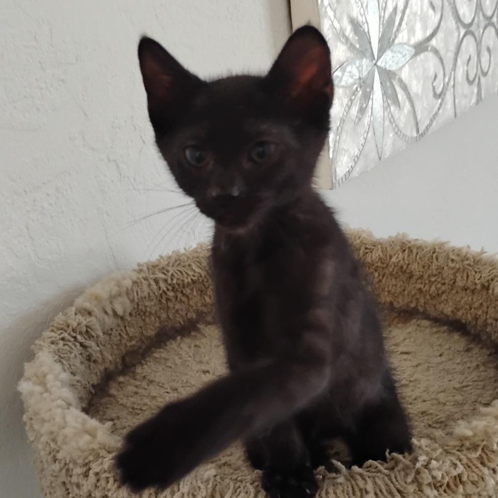 Enlarge Keenan, a Adoptable Domestic Short Hair in Phoenix, AZ image 3/3