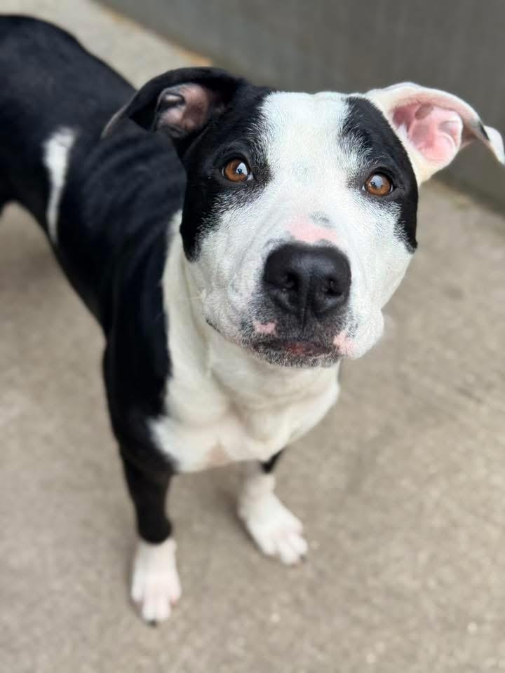 Acton, ADOPTABLE, Young Male Pit Bull Terrier.