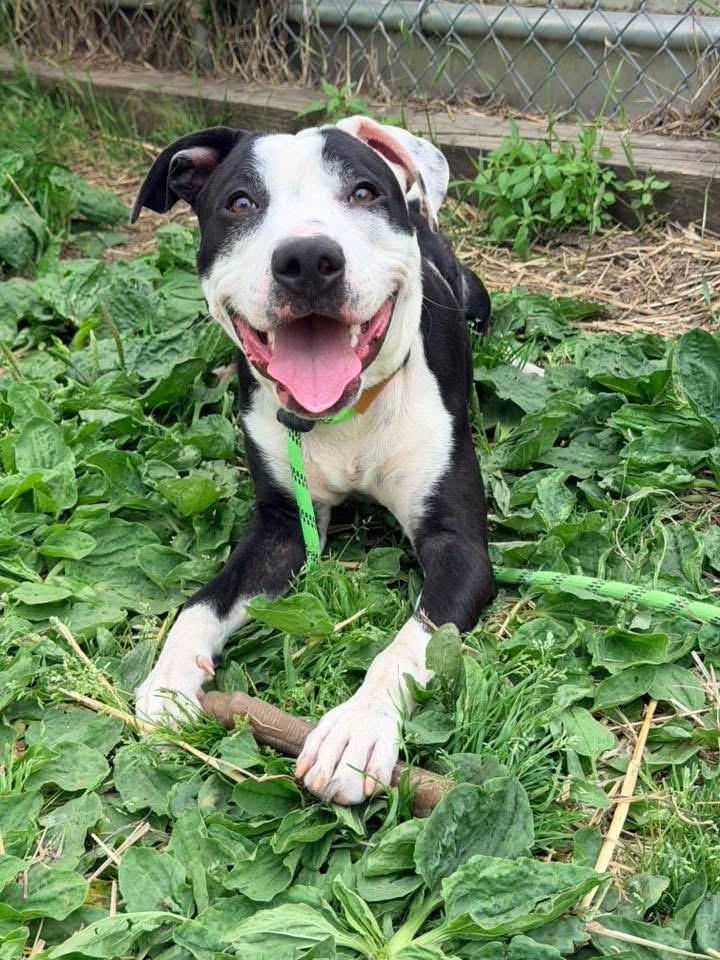Acton, a ADOPTABLE Pit Bull Terrier in Chicago, IL image 2/5