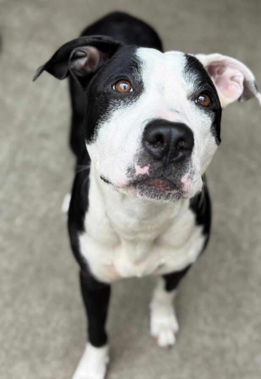 Acton, a ADOPTABLE Pit Bull Terrier in Chicago, IL image 3/5