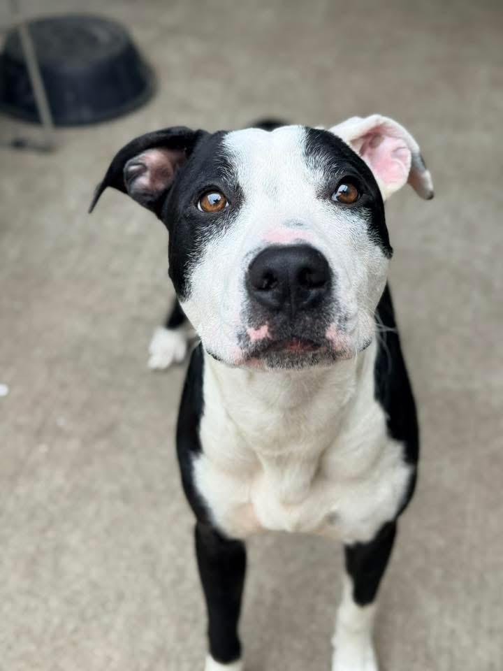Acton, a ADOPTABLE Pit Bull Terrier in Chicago, IL image 4/5