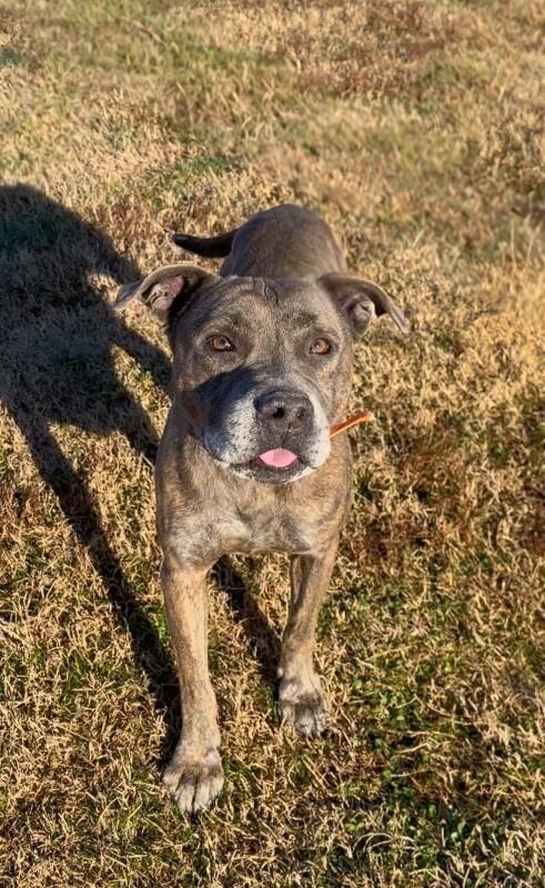Dooley/Mouse, a Adoptable Pit Bull Terrier in Maryville, TN image 1/5