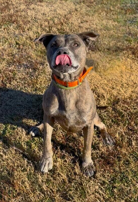 Dooley/Mouse, a Adoptable Pit Bull Terrier in Maryville, TN image 2/5