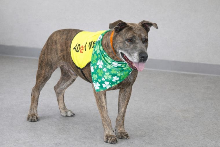 Enlarge Dooley/Mouse, a Adoptable Pit Bull Terrier in Maryville, TN image 2/6
