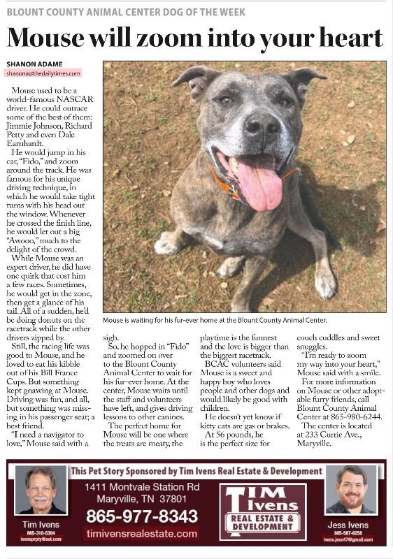 Enlarge Dooley/Mouse, a Adoptable Pit Bull Terrier in Maryville, TN image 2/6