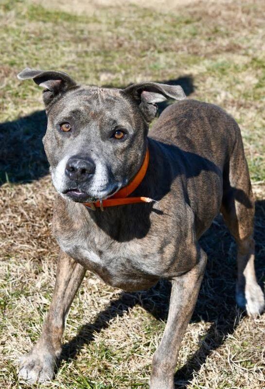 Enlarge Dooley/Mouse, a Adoptable Pit Bull Terrier in Maryville, TN image 2/6