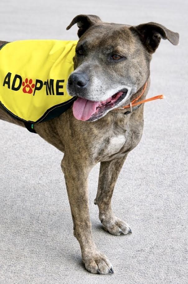 Enlarge Dooley/Mouse, a Adoptable Pit Bull Terrier in Maryville, TN image 3/6