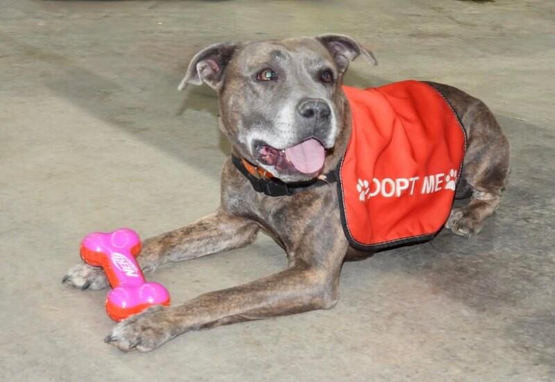 Enlarge Dooley/Mouse, a Adoptable Pit Bull Terrier in Maryville, TN image 4/6