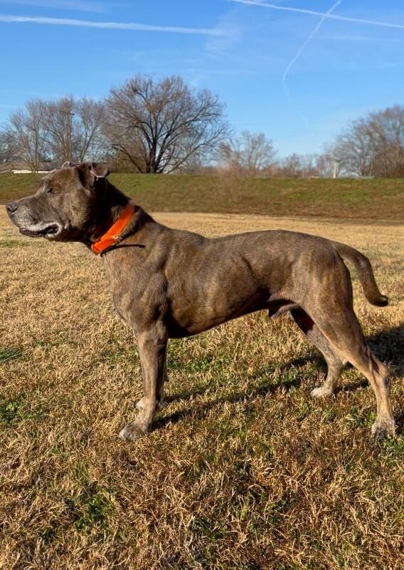 Enlarge Dooley/Mouse, a Adoptable Pit Bull Terrier in Maryville, TN image 5/5