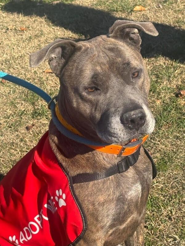 Enlarge Dooley/Mouse, a Adoptable Pit Bull Terrier in Maryville, TN image 6/6