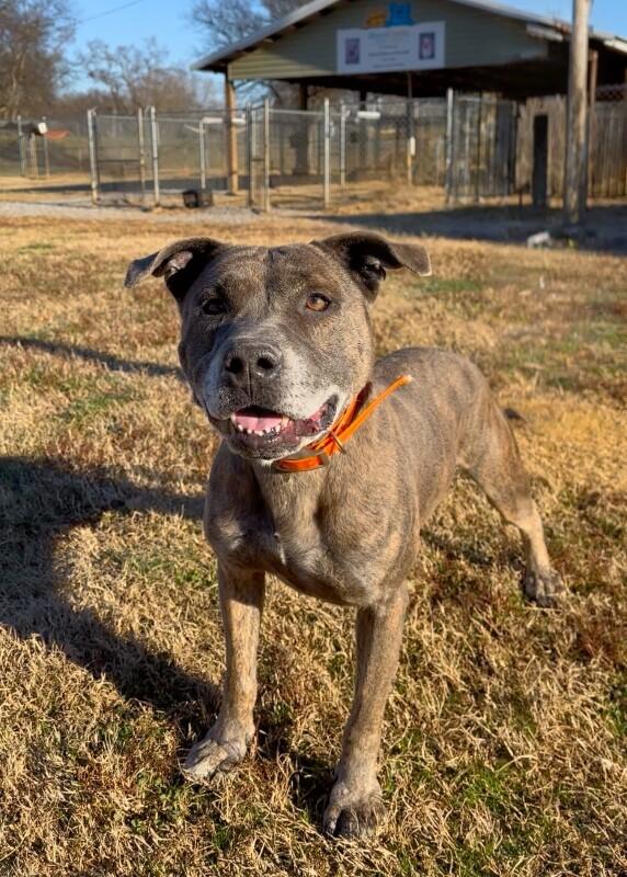 Dooley/Mouse, a Adoptable Pit Bull Terrier in Maryville, TN image 5/5