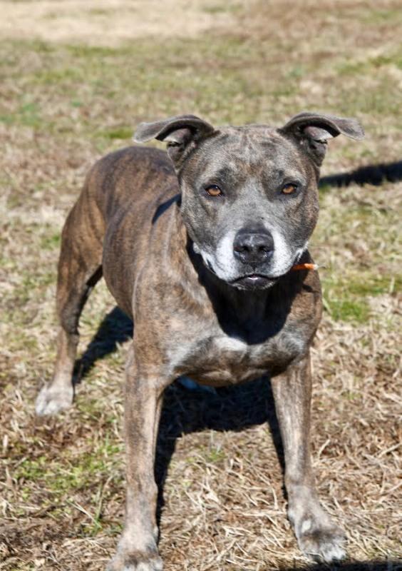 Enlarge Dooley/Mouse, a Adoptable Pit Bull Terrier in Maryville, TN image 6/6