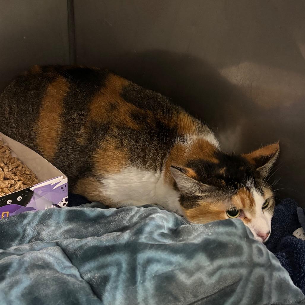 Pepe the Queen Prawn, Adoptable, Adult Female Domestic Short Hair.