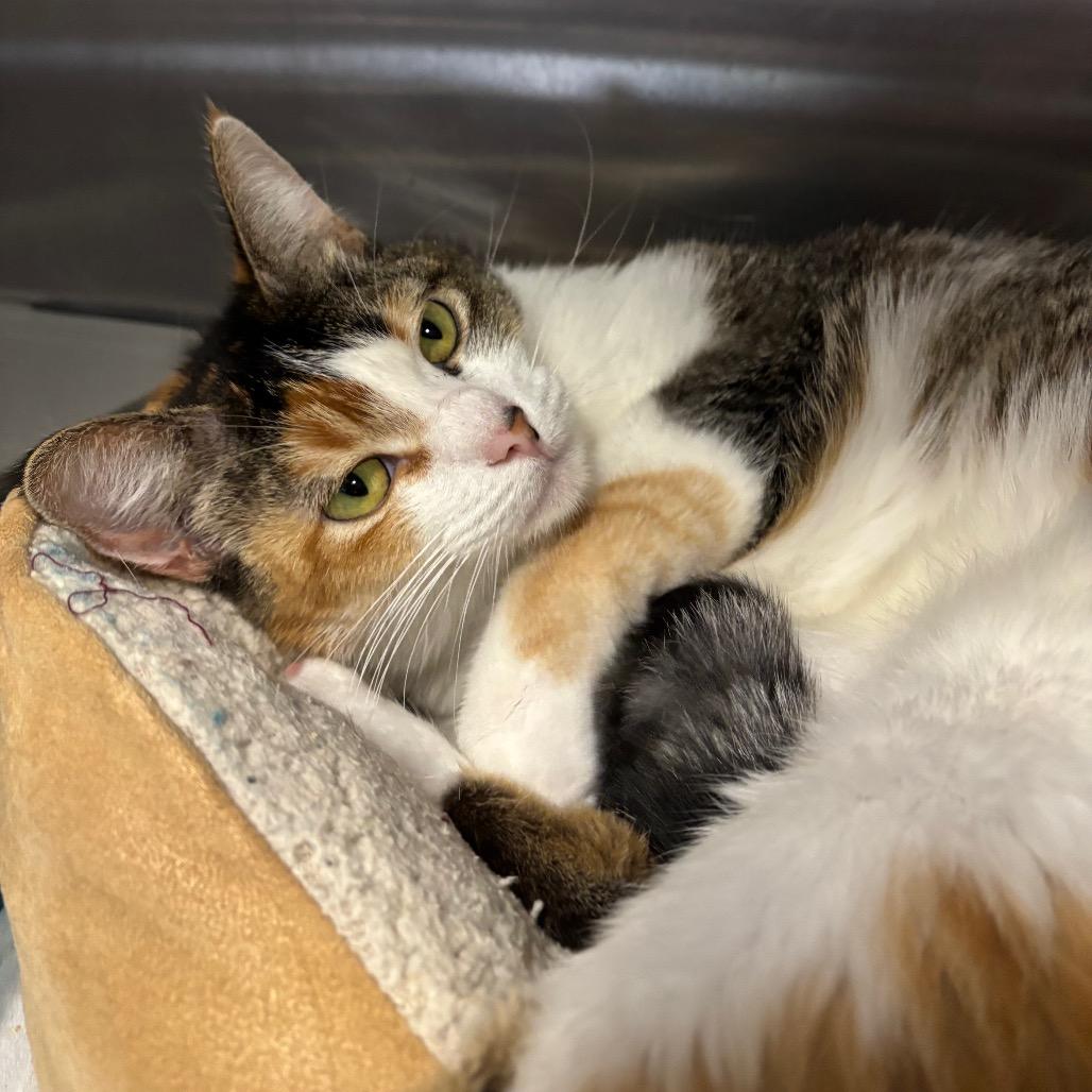 Enlarge Pepe the Queen Prawn, a Adoptable Domestic Short Hair in Morgan Hill, CA image 2/2