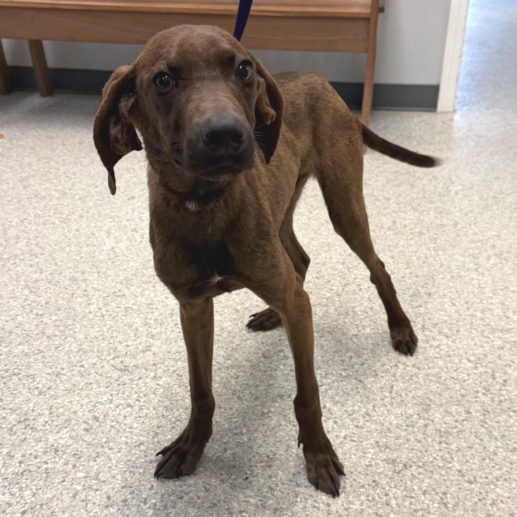 Carlos, Adoptable, Young Male Hound.