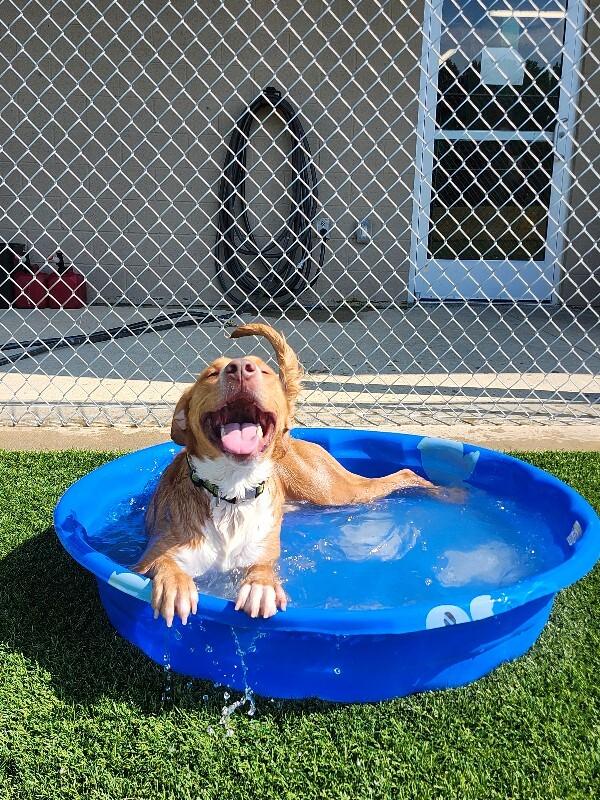 Reid, Adoptable, Adult Male Mixed Breed.