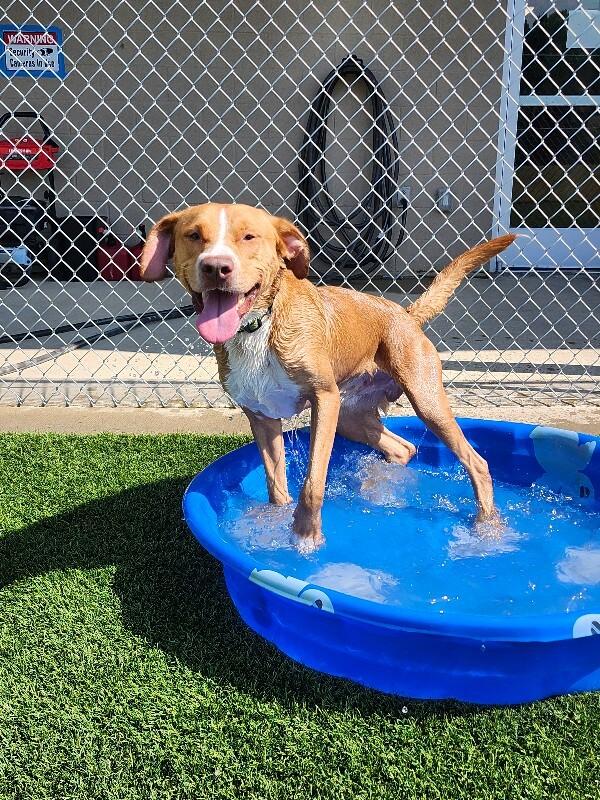 Enlarge Reid, a Adoptable Mixed Breed in Jackson, TN image 2/6