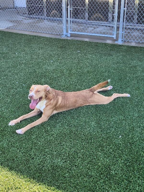 Enlarge Reid, a Adoptable Mixed Breed in Jackson, TN image 3/6
