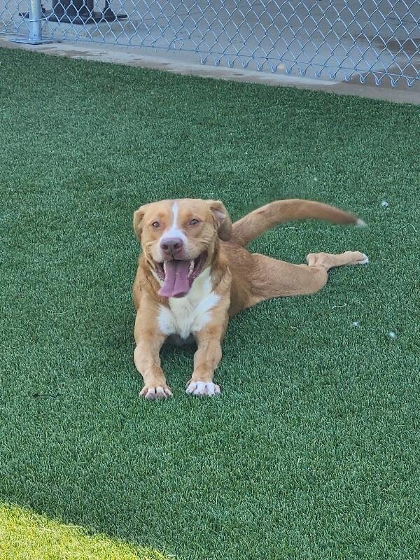 Enlarge Reid, a Adoptable Mixed Breed in Jackson, TN image 4/6