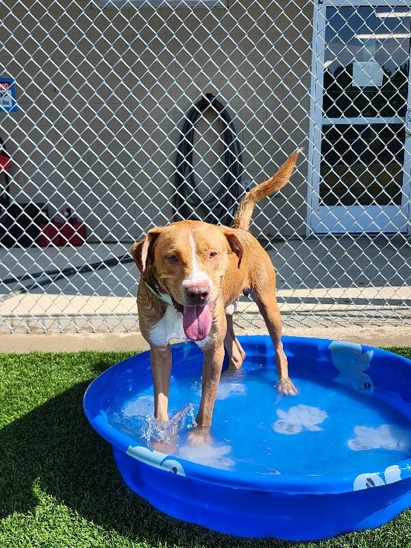 Enlarge Reid, a Adoptable Mixed Breed in Jackson, TN image 5/6