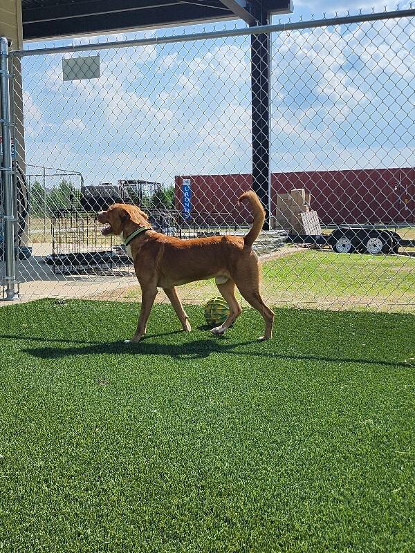 Enlarge Reid, a Adoptable Mixed Breed in Jackson, TN image 6/6