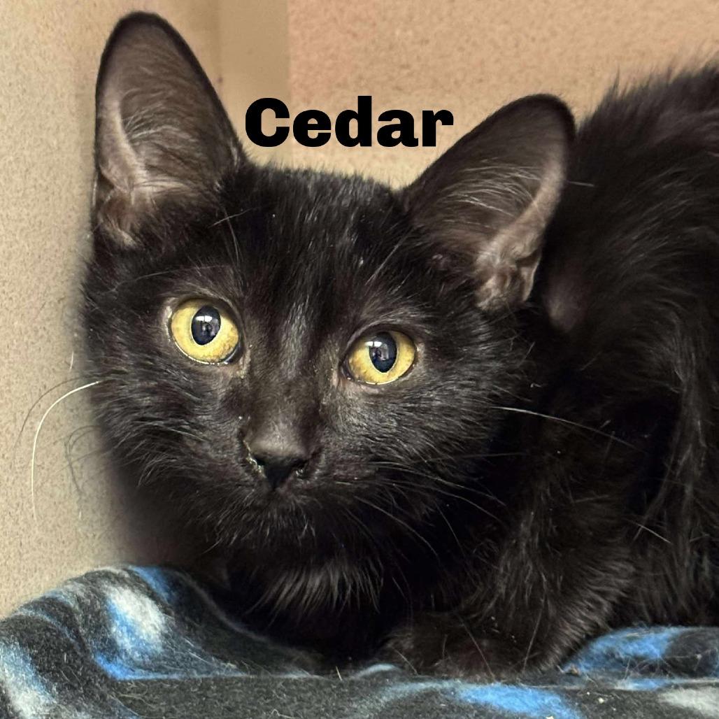 Enlarge Cedar 250782, a Adoptable Domestic Short Hair in Escanaba, MI image 1/1