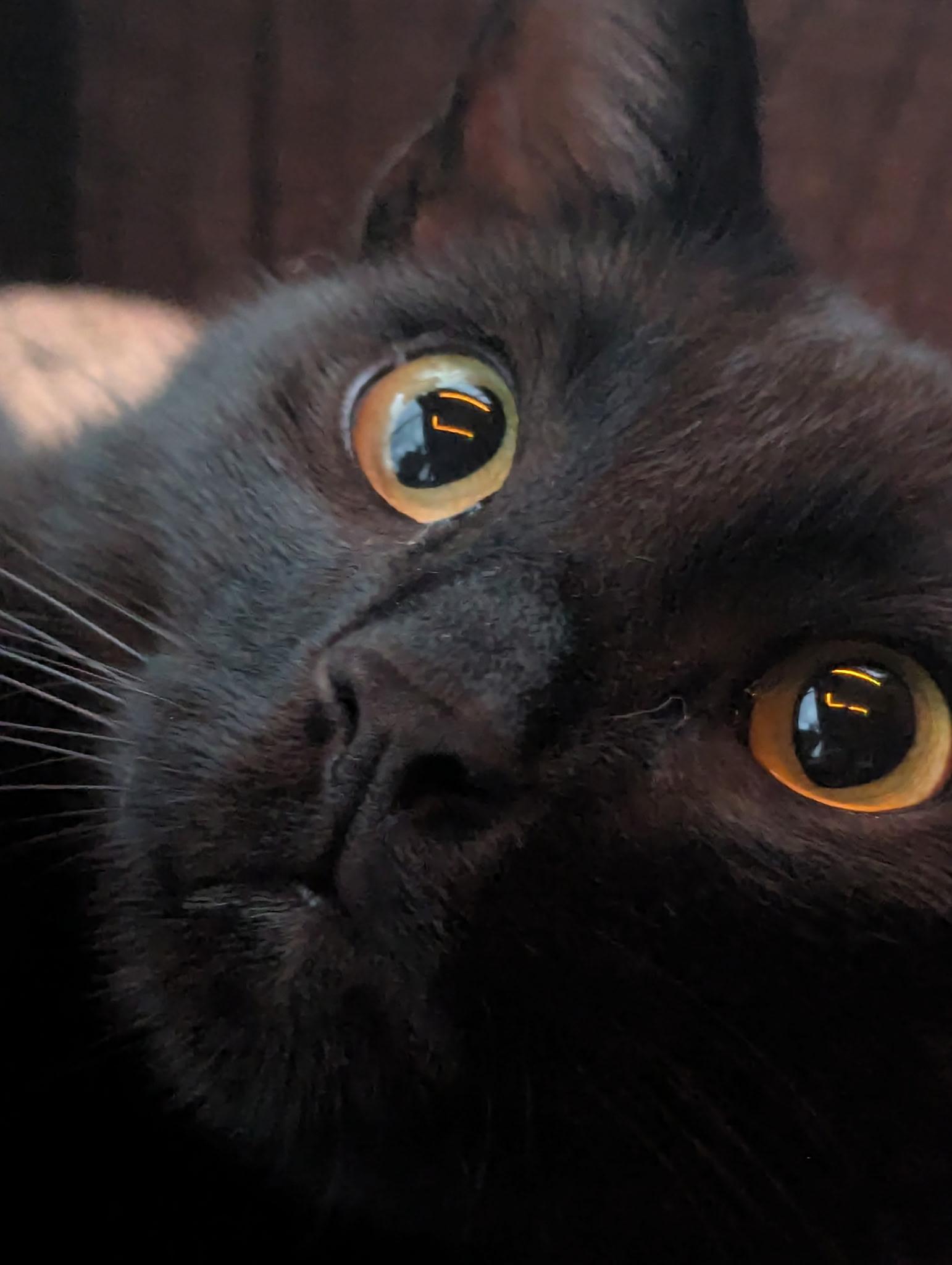 Blake, a Adoptable Domestic Short Hair in BUTLER, PA image 6/6