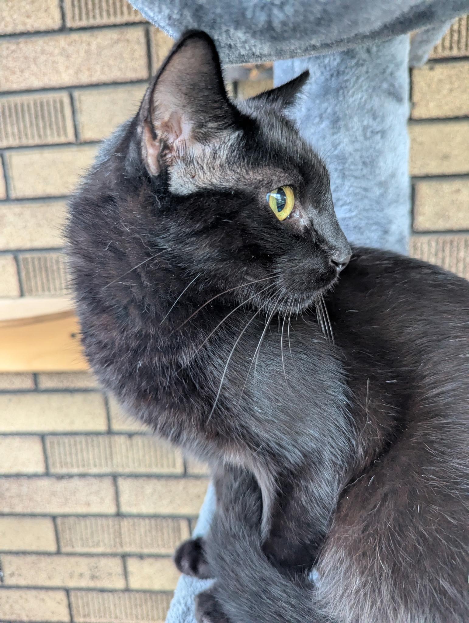 Blake, a Adoptable Domestic Short Hair in BUTLER, PA image 4/6