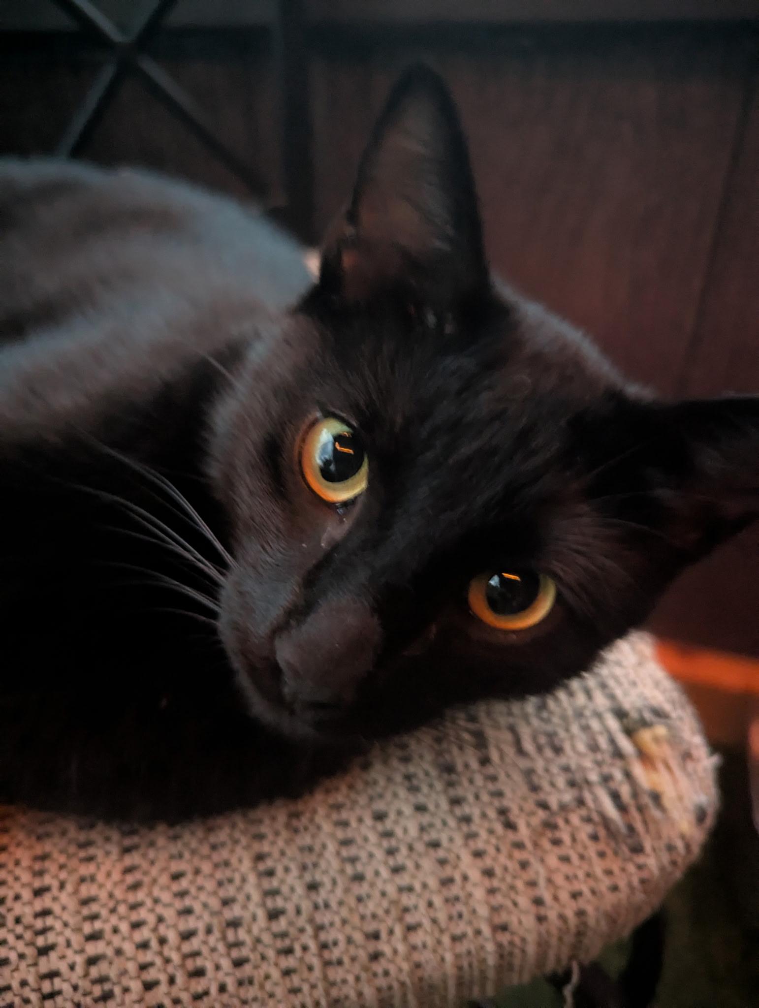 Blake, a Adoptable Domestic Short Hair in BUTLER, PA image 2/6