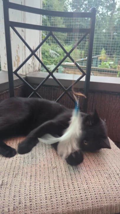 Enlarge Blake, a Adoptable Domestic Short Hair in BUTLER, PA video 5/6