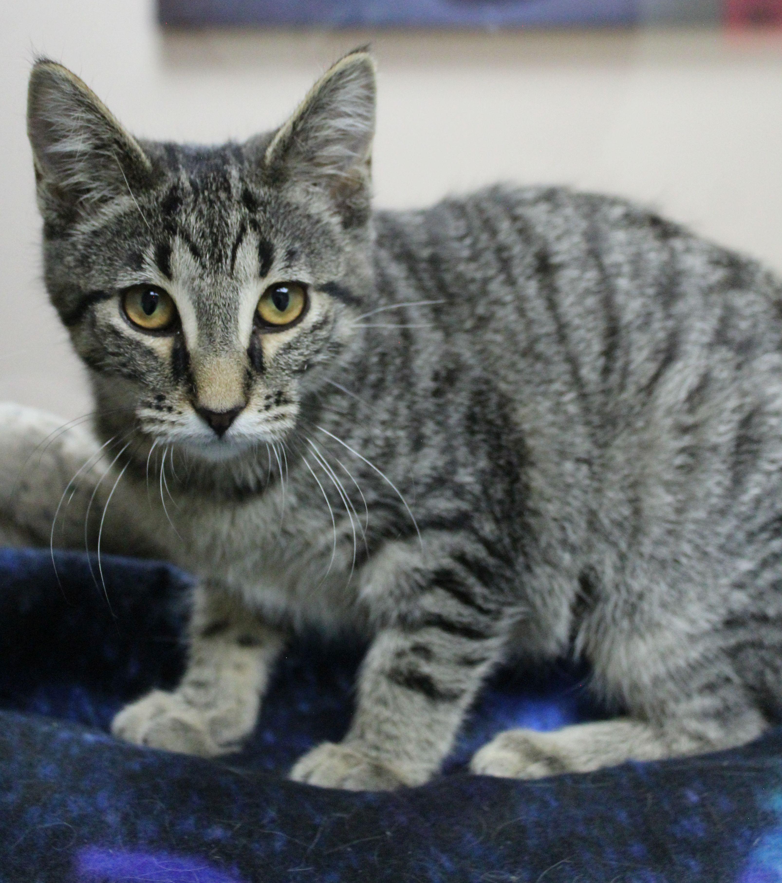 Enlarge Little Floof, a ADOPTABLE mixed breed in Portage, WI image 3/3