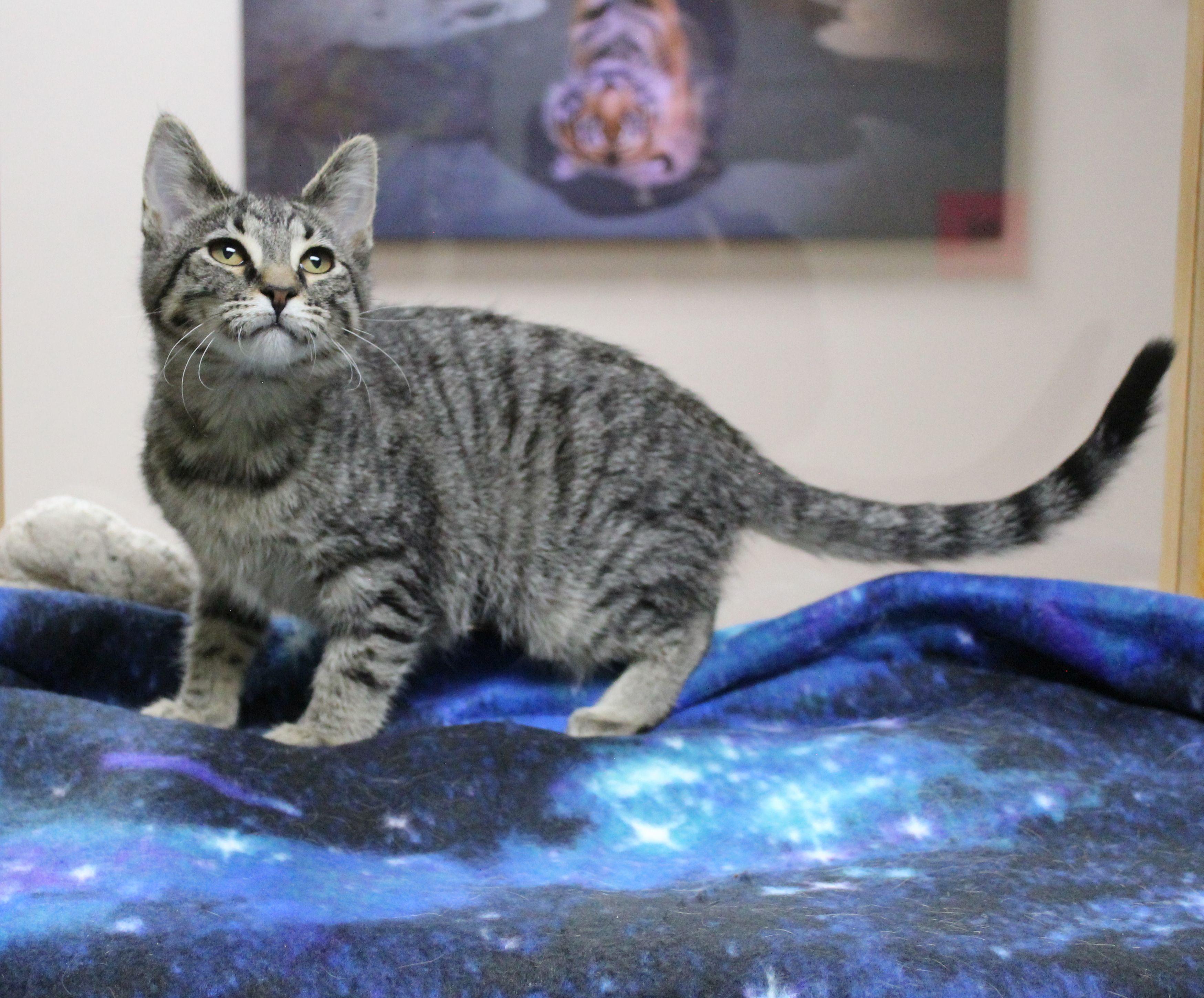 Enlarge Little Floof, a ADOPTABLE mixed breed in Portage, WI image 2/3