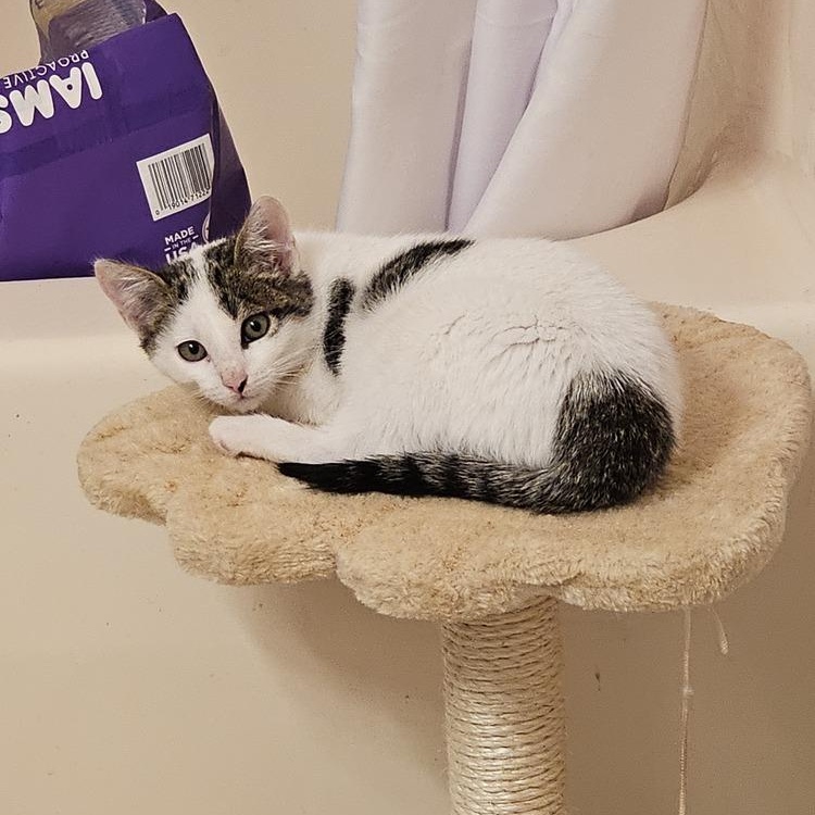 Mr. Klaws — thumbnail 5