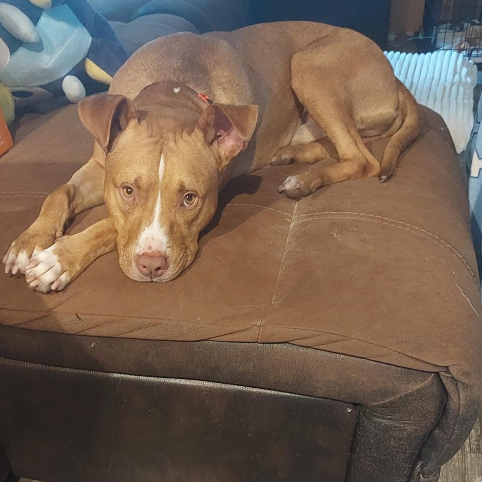 Dog for adoption Buddy, an American Staffordshire Terrier in Keene