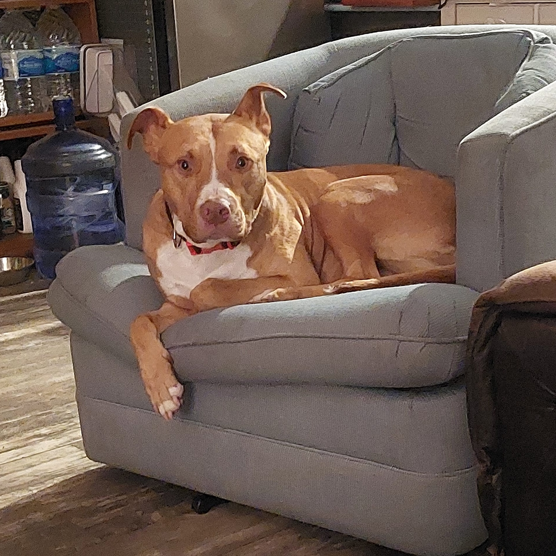 Dog for adoption Buddy, an American Staffordshire Terrier in Keene