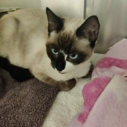 Lotus, Adoptable, Young Female Snowshoe.