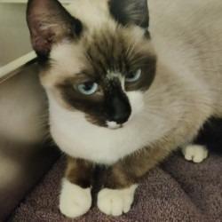 Enlarge Lotus, a Adopted Snowshoe in Eastsound, WA image 1/3