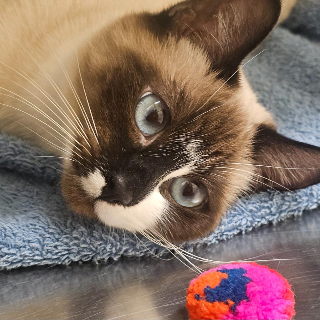 Enlarge Lotus, a Adopted Snowshoe in Eastsound, WA image 3/3