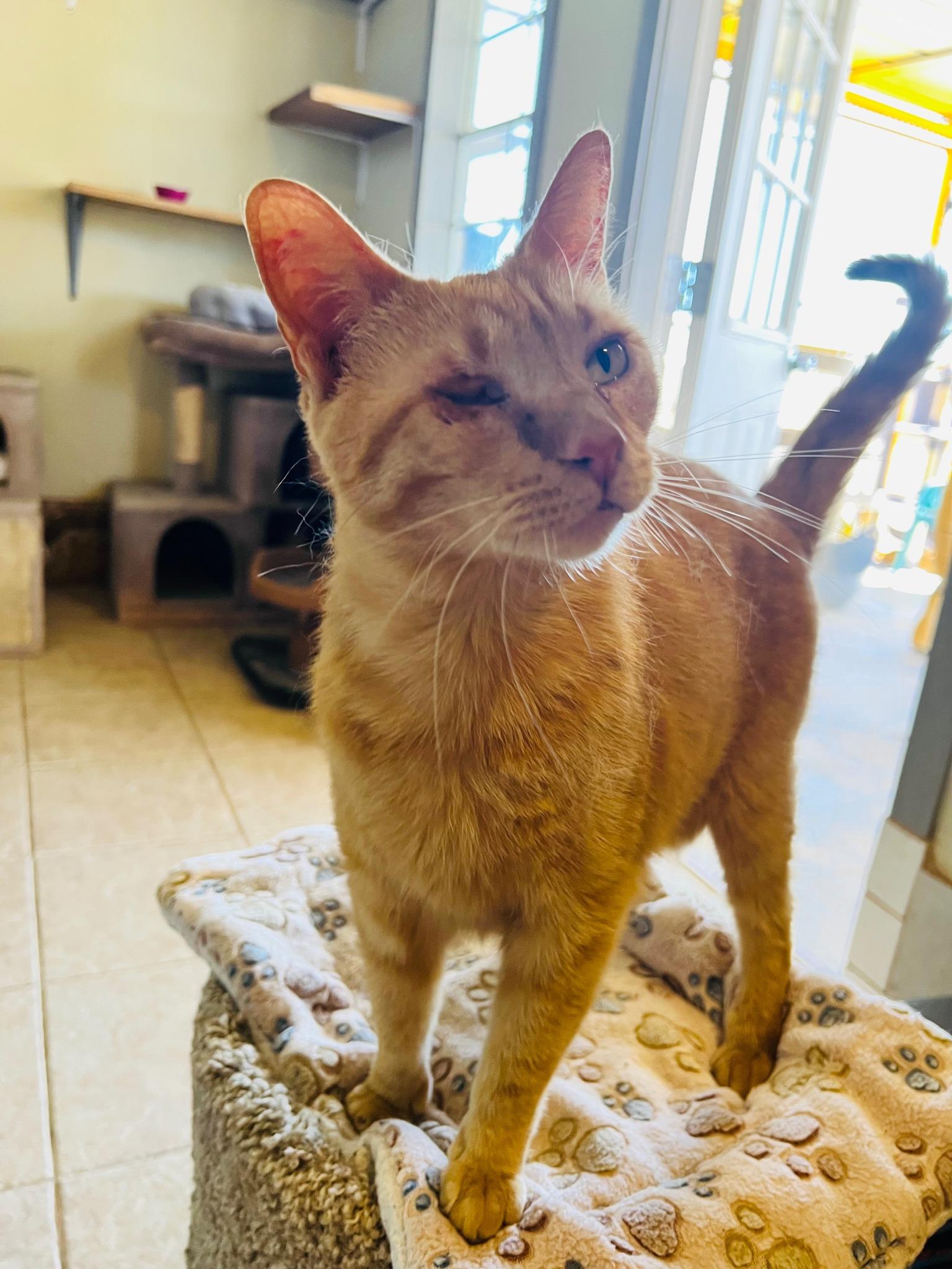 Loki, Adoptable, Adult Female Domestic Short Hair.