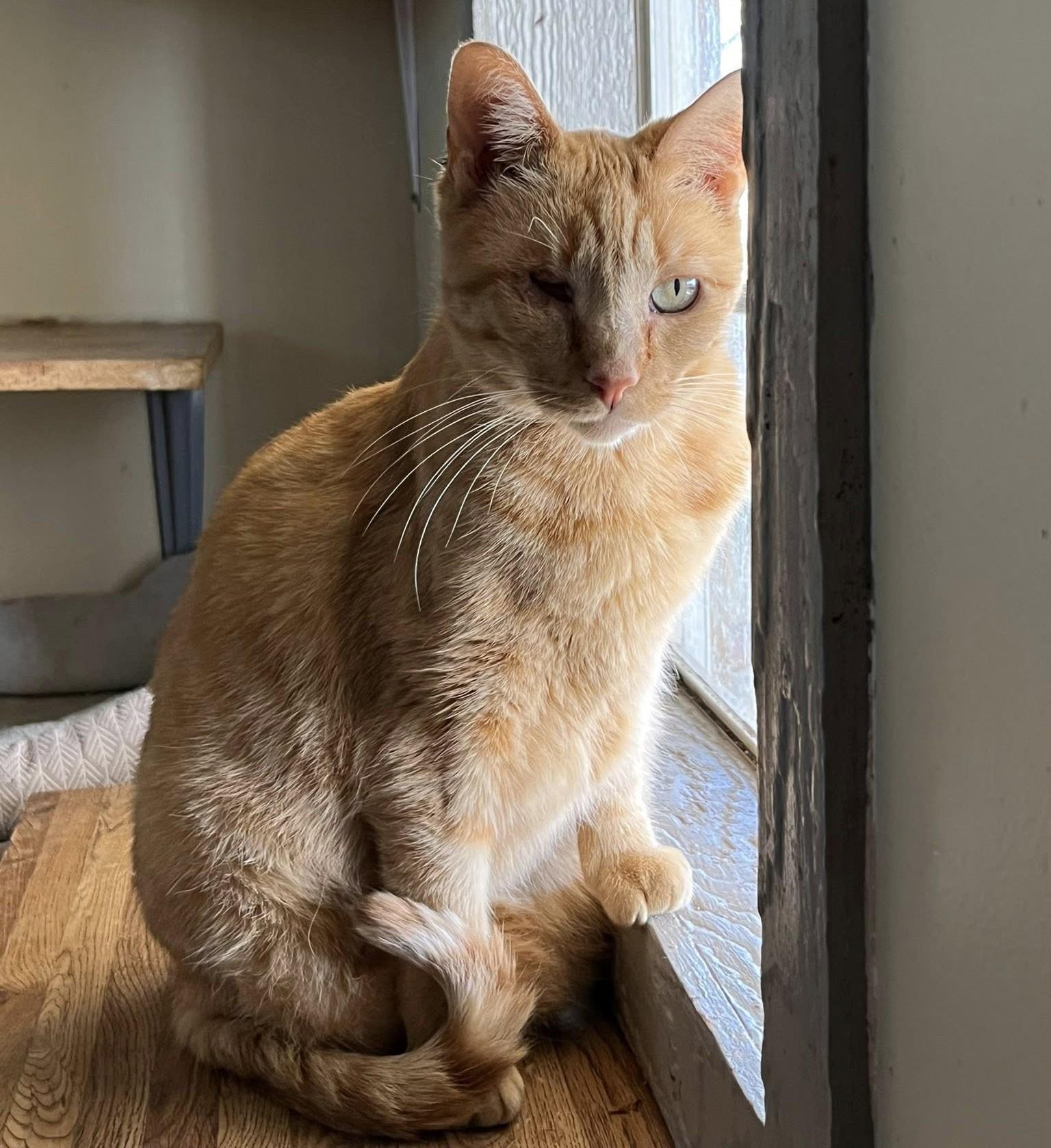 Enlarge Loki, a Adoptable Domestic Short Hair in Deming, NM image 3/5