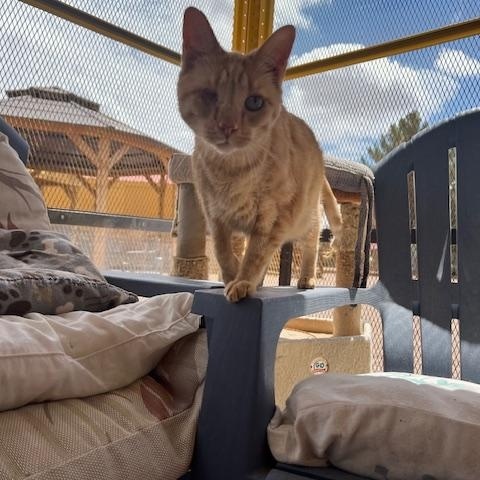 Loki, Adoptable, Adult Female Domestic Short Hair.