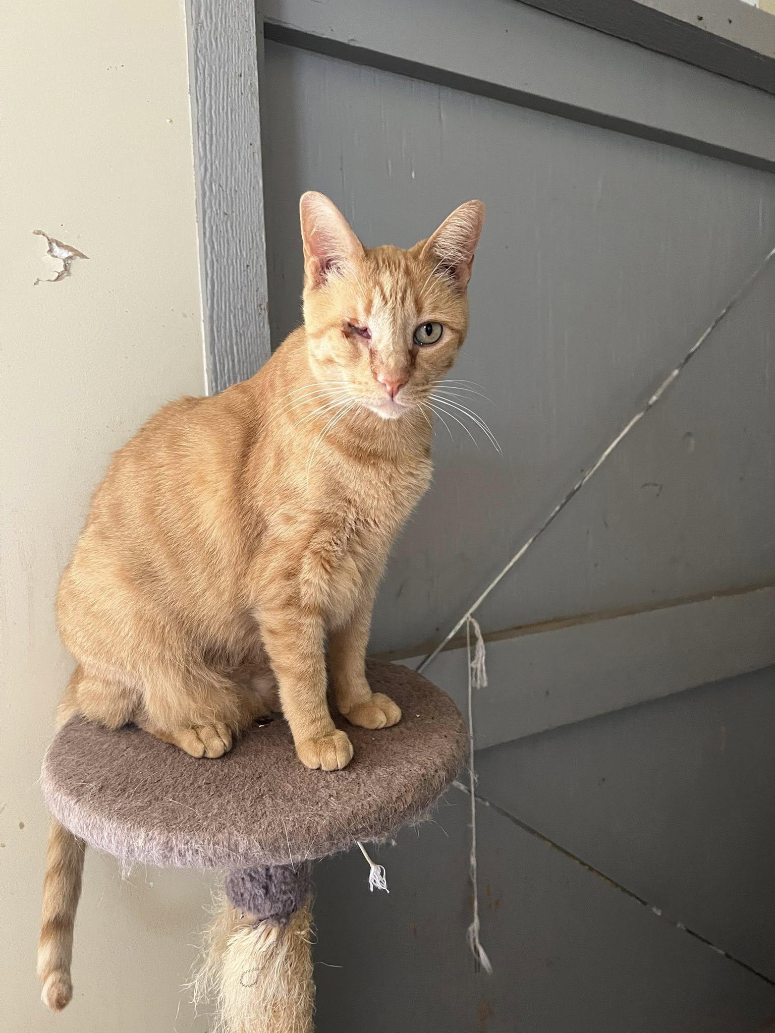 Enlarge Loki, a Adoptable Domestic Short Hair in Deming, NM image 5/5