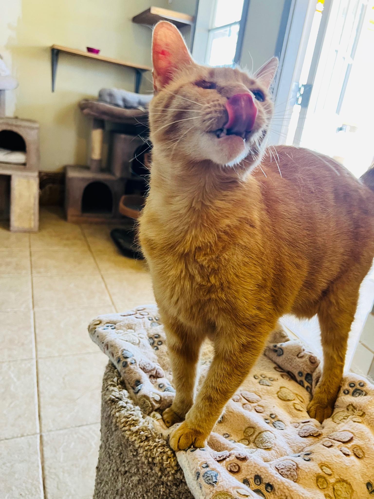 Enlarge Loki, a Adoptable Domestic Short Hair in Deming, NM image 2/5