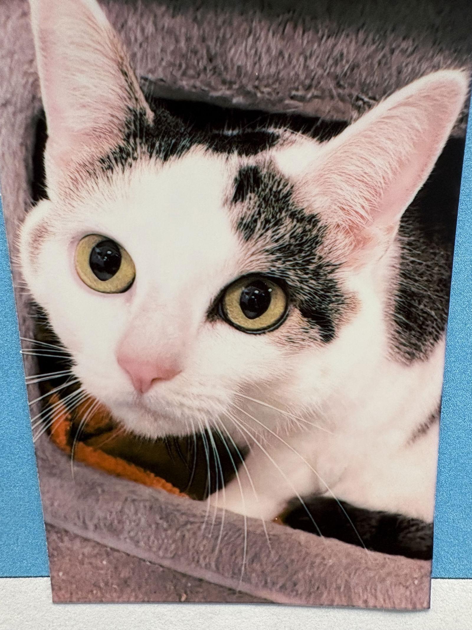 Dottie, Adoptable, Young Female Domestic Short Hair.